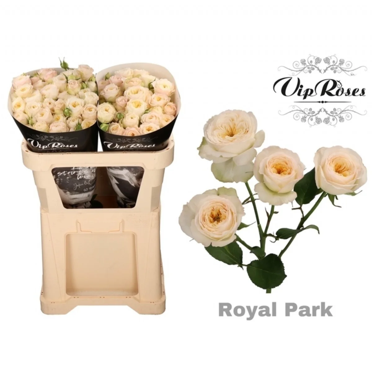 R Tr Royal Park