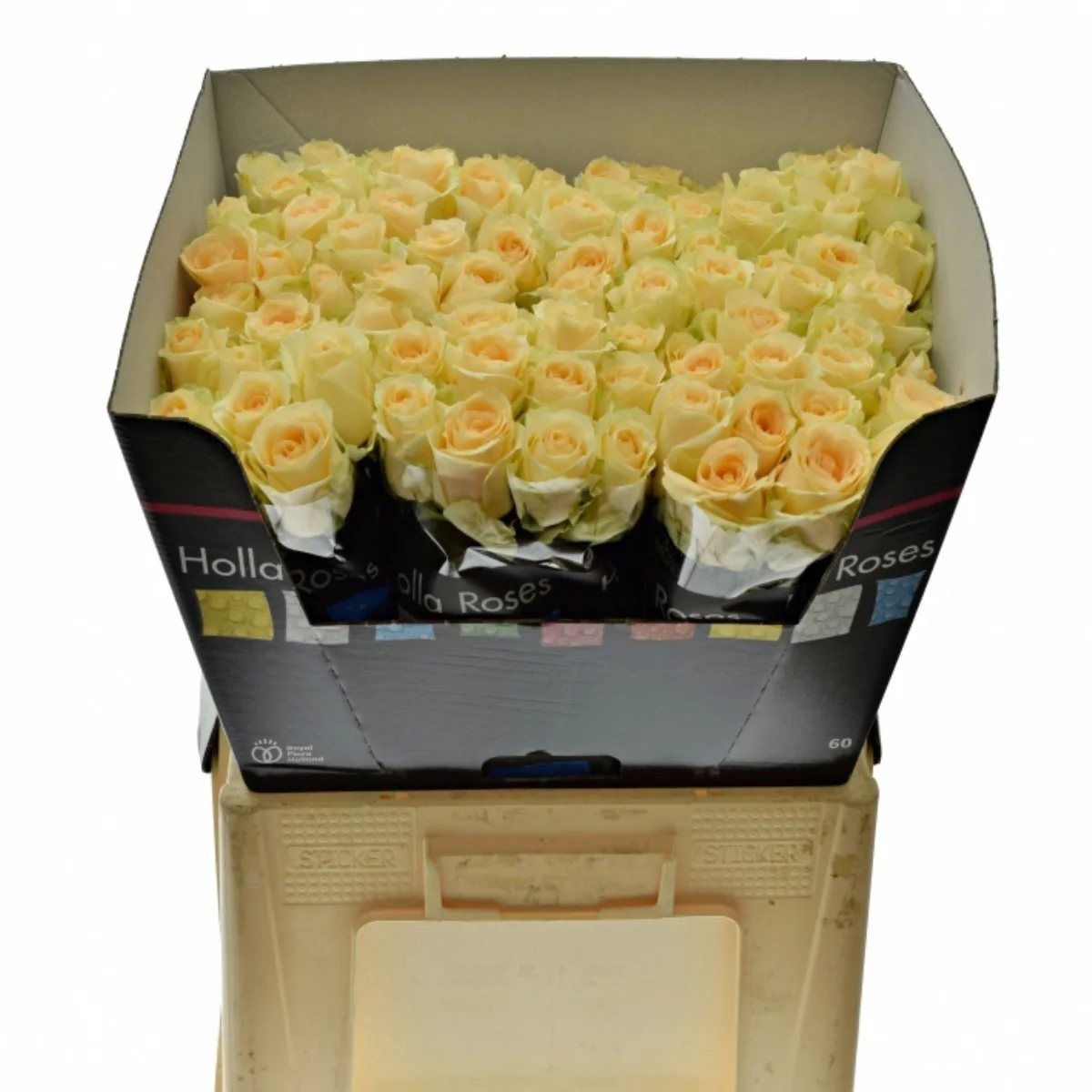 ROSA GR MAGIC AVALANCHE