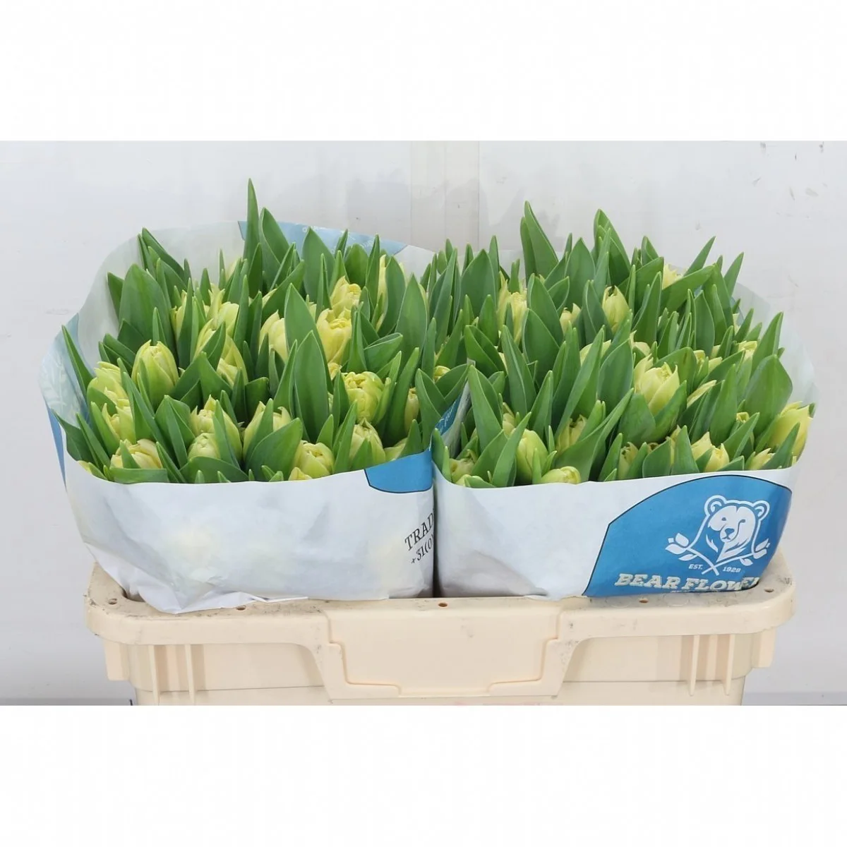 Tulipa Du Galileo