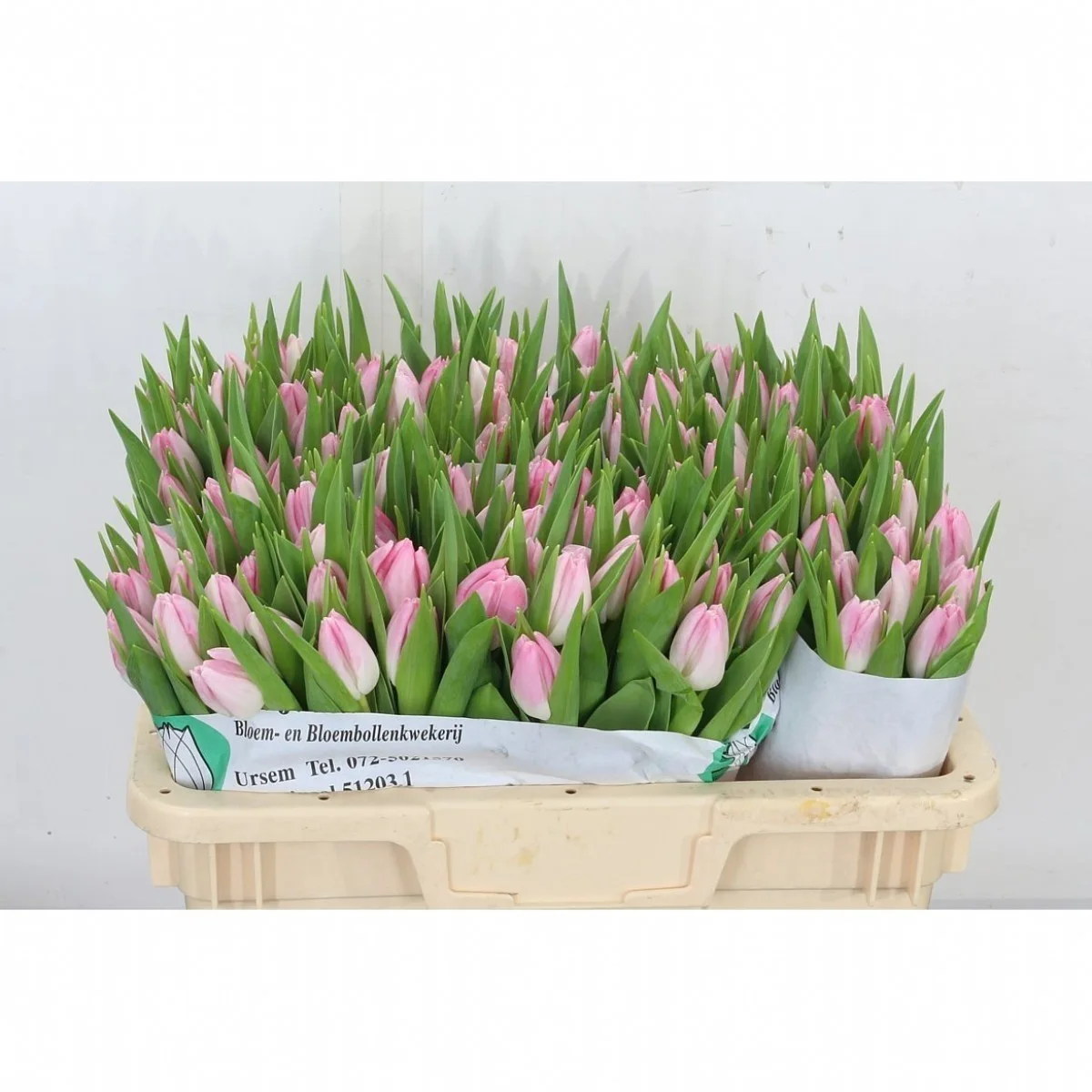 Tulipa Du Pink Smoothie