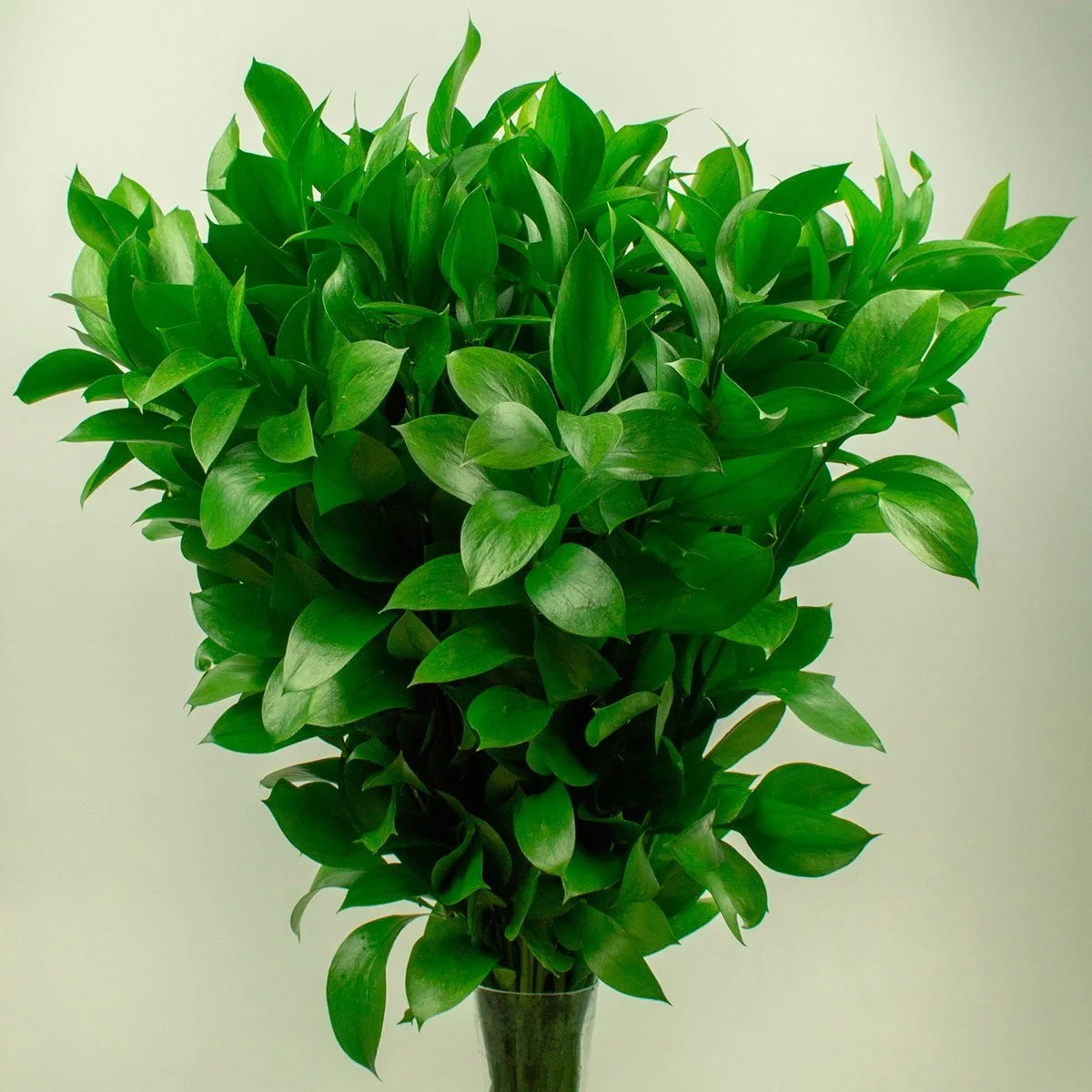 Ruscus