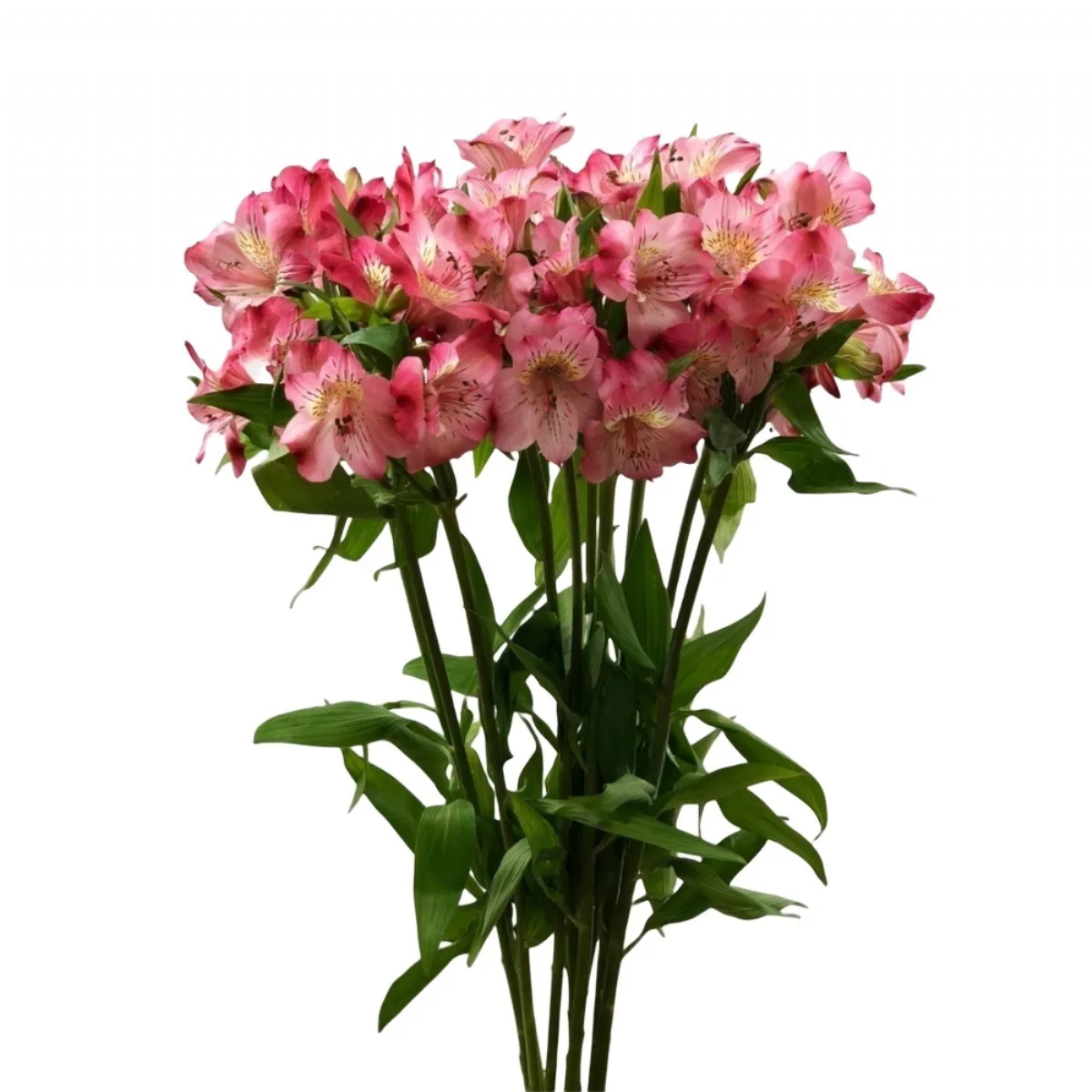 Alstroemeria - PEMBE