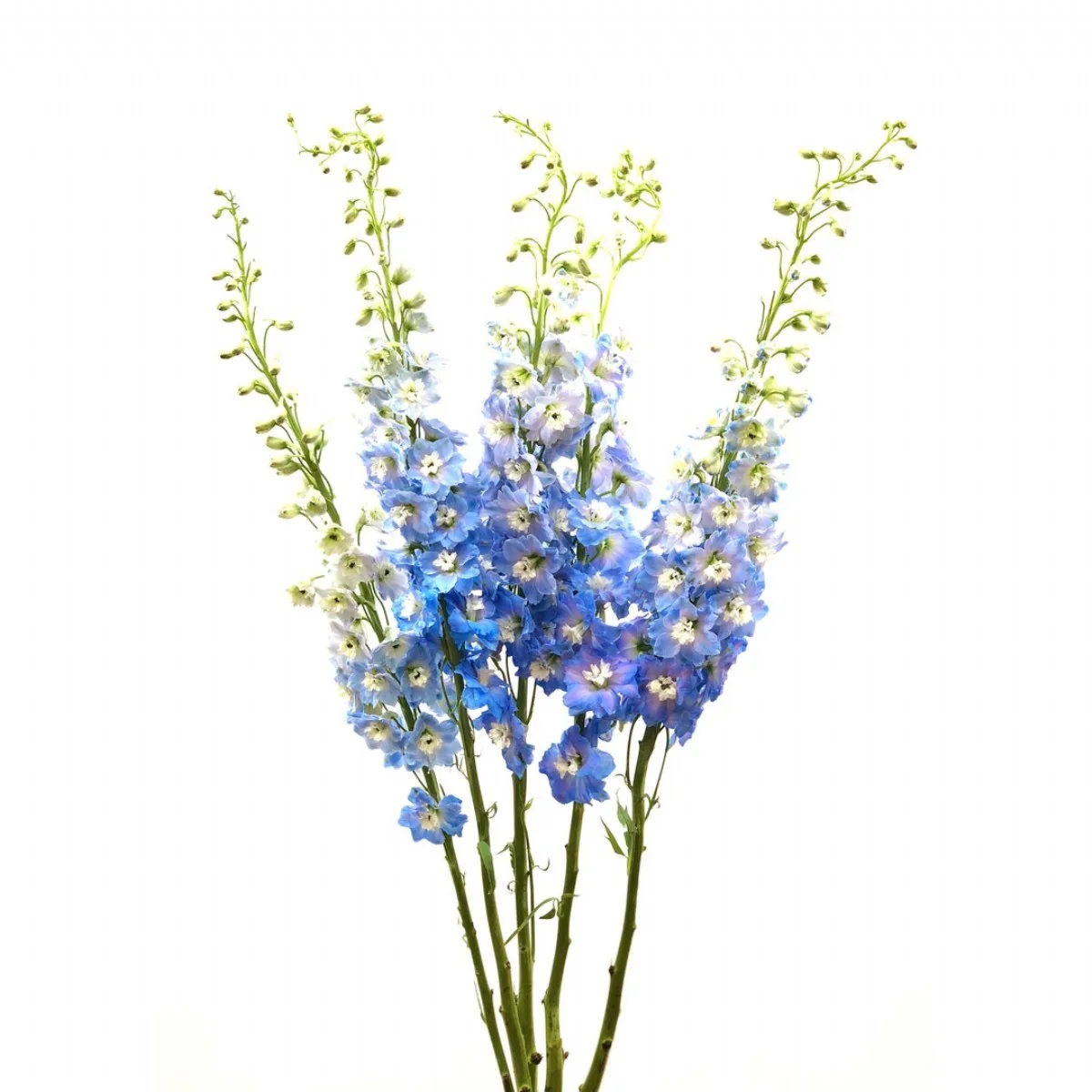 Delphinium Açık Mavi