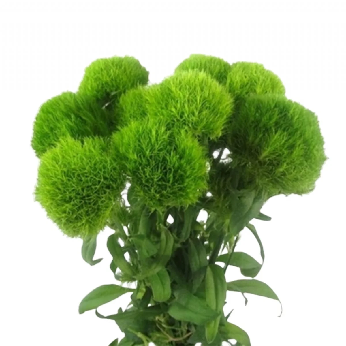 Green Trick