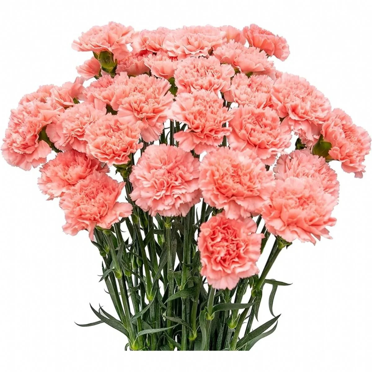 Karanfil Pembe