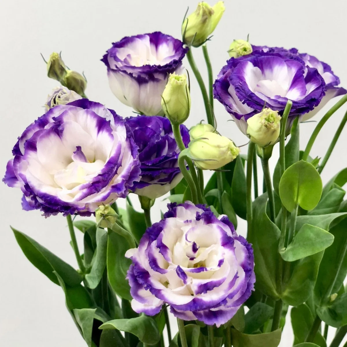 Lisianthus Bicolor Purple Picotee