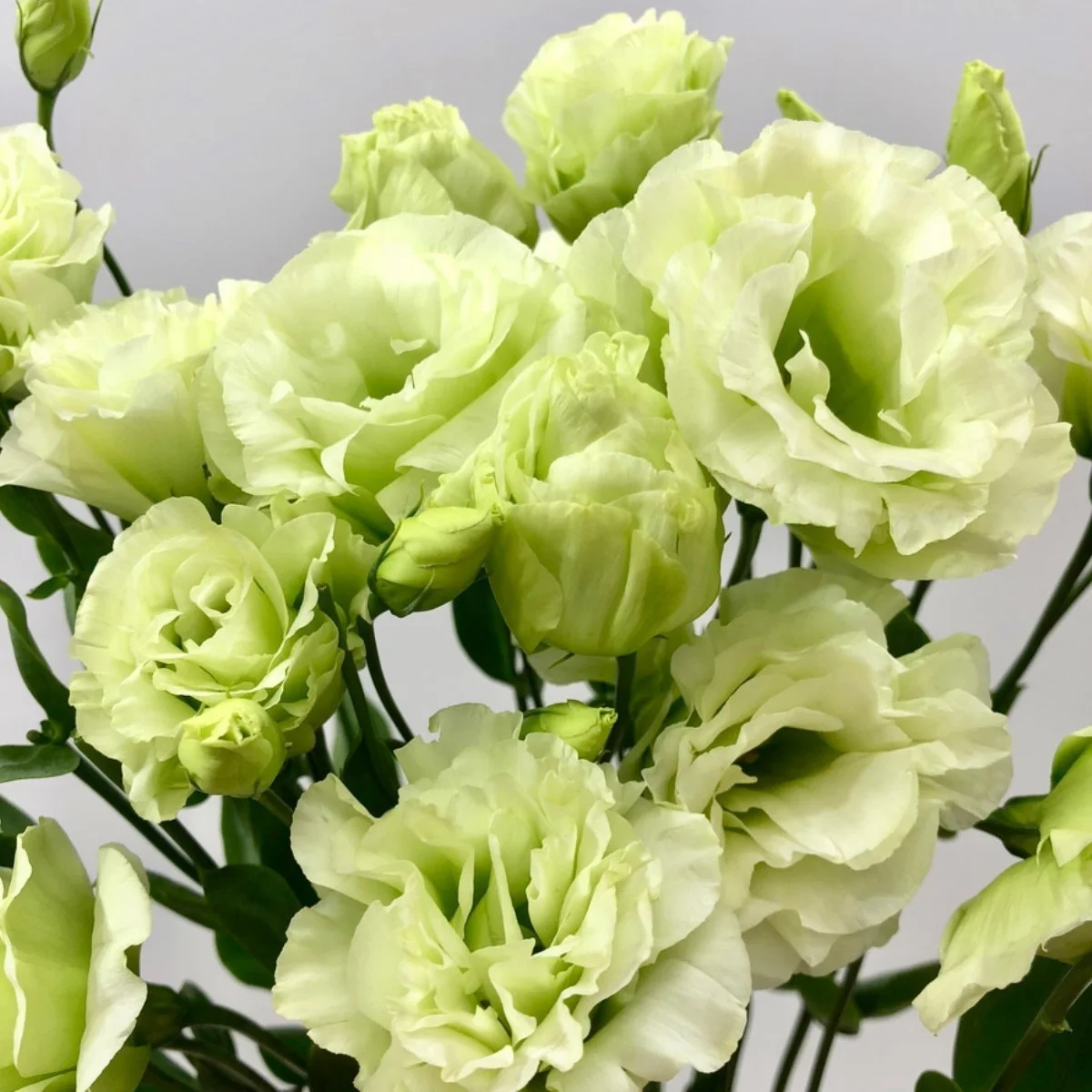 Lisianthus Green