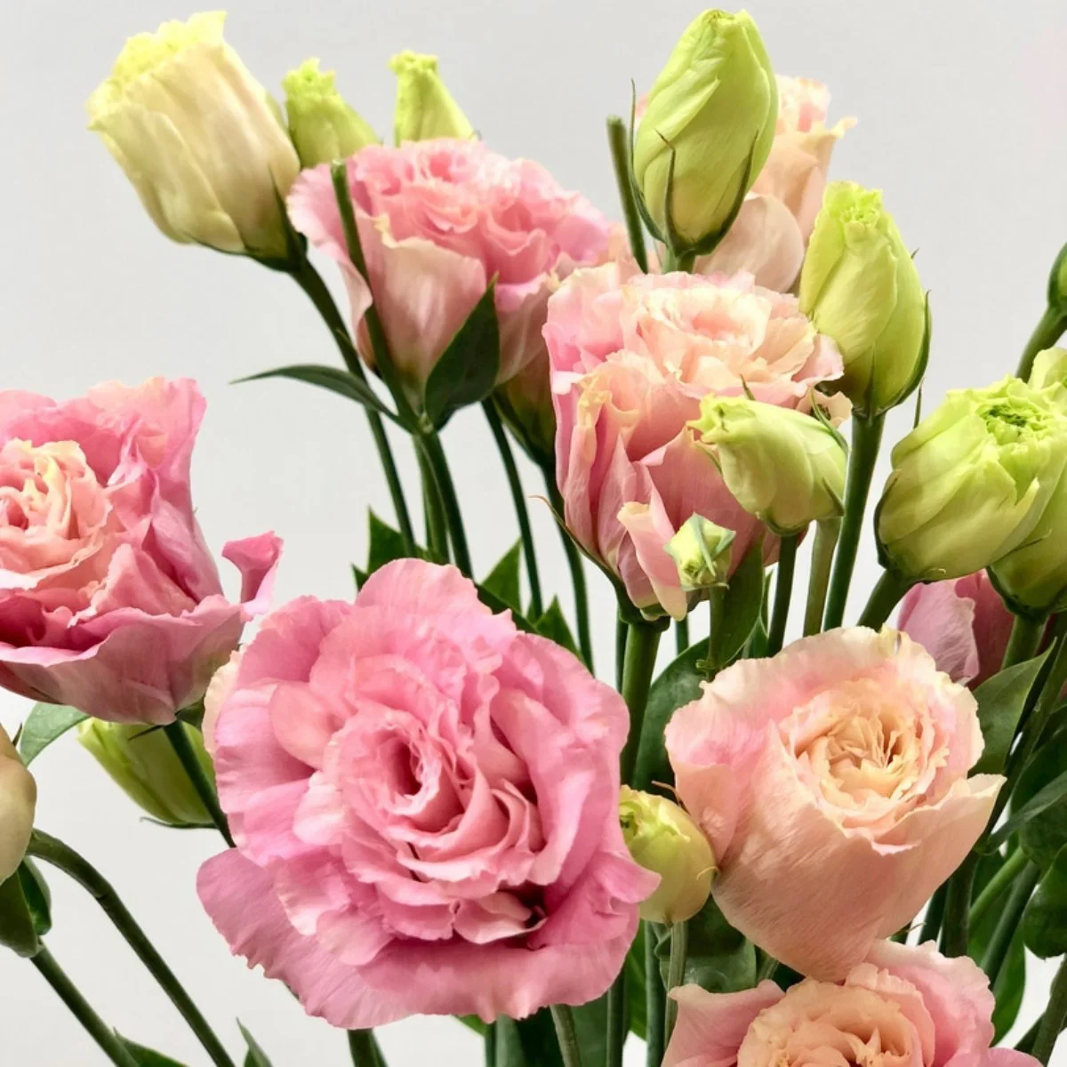 Lisianthus Pink