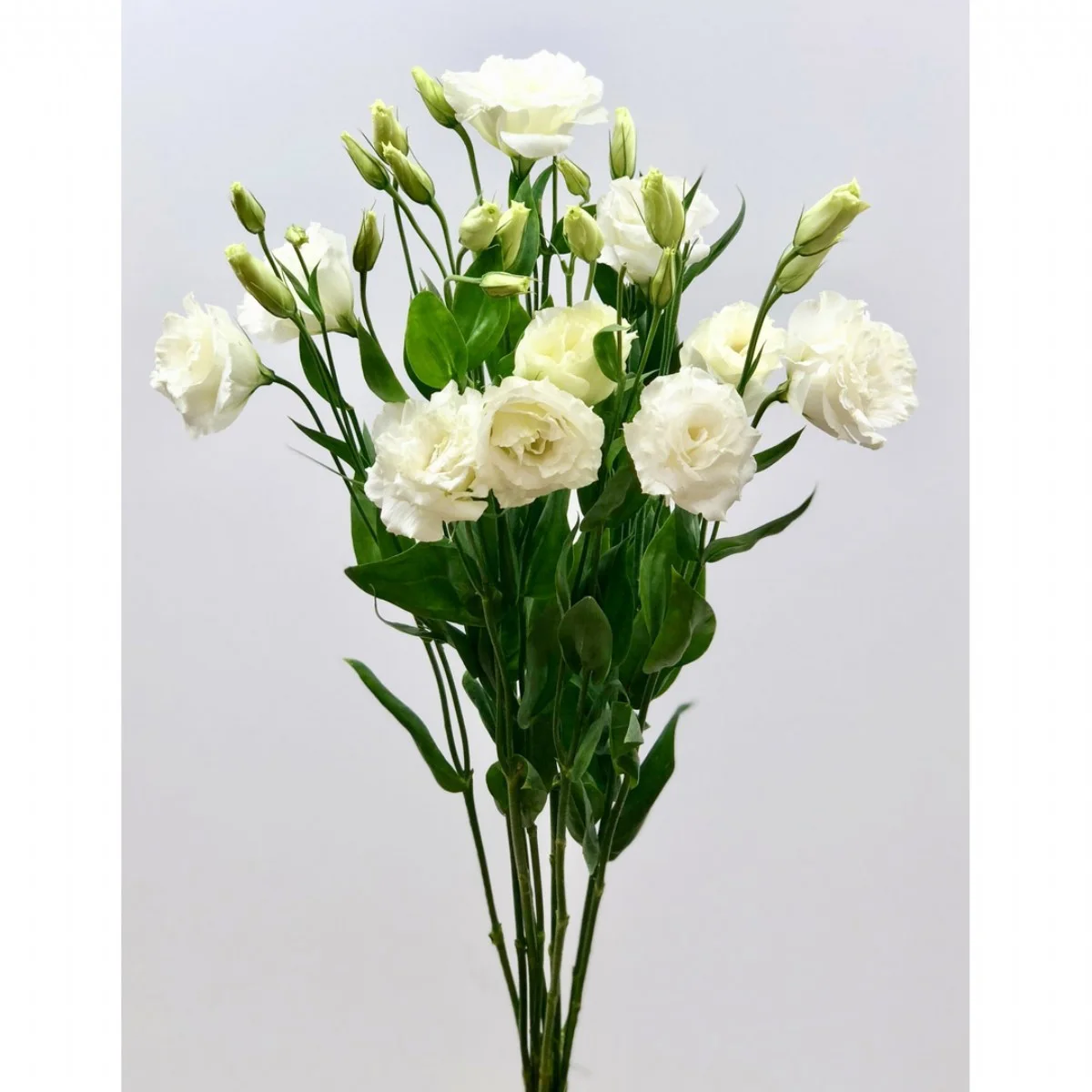 Lisyantus Beyaz (Lisianthus White)