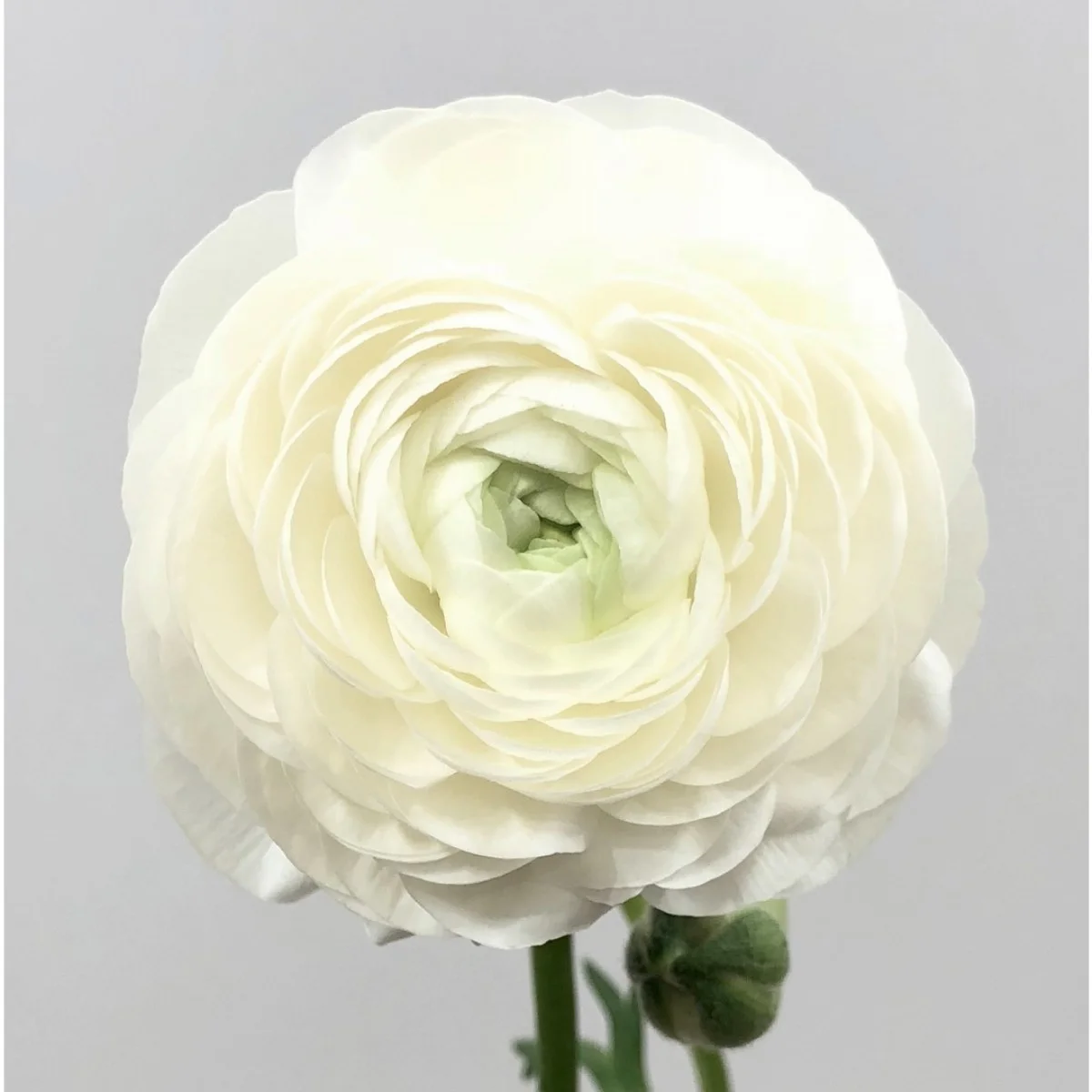 Ranunculus (Erengül) White