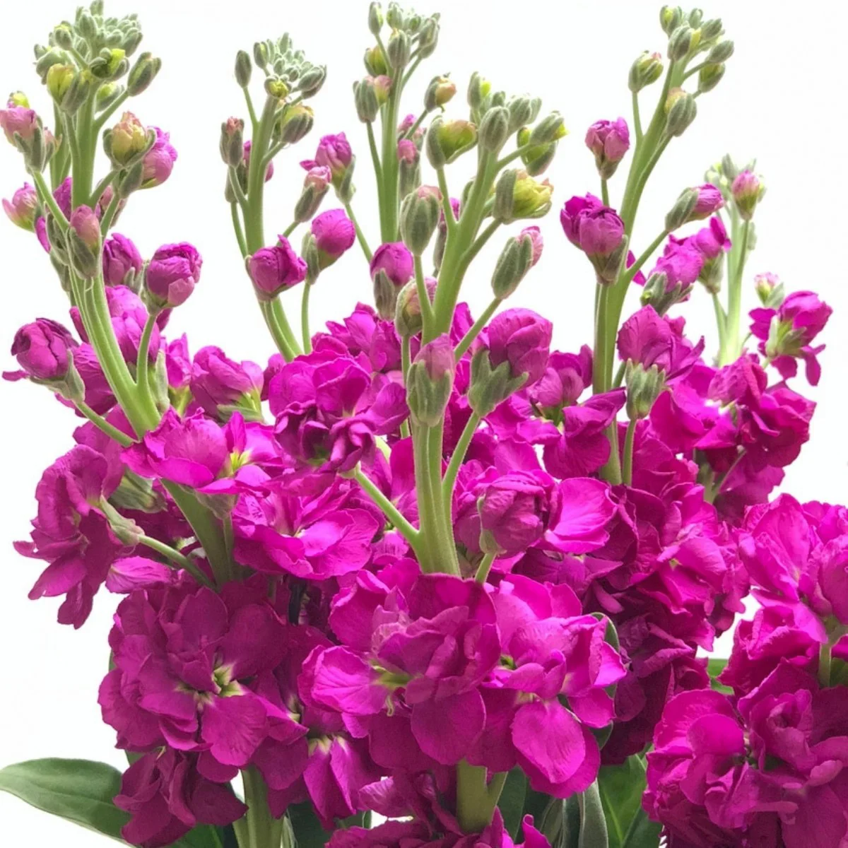 Şebboy Hot Pink